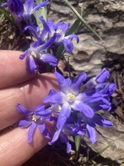 Scilla forbesii