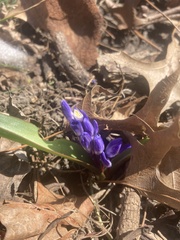 Scilla forbesii