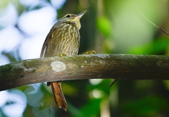 Syndactyla rufosuperciliata