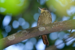 Syndactyla rufosuperciliata