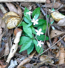Pseuderanthemum verapazense