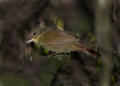 Syndactyla rufosuperciliata