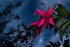 Fuchsia regia regia