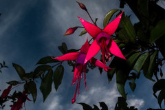 Fuchsia regia regia
