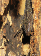 Phyllopezus pollicaris