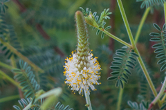 Dalea albiflora