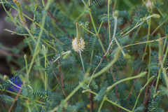 Dalea albiflora