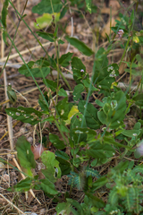 Boerhavia spicata