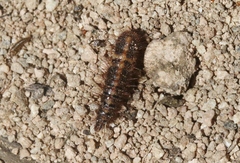 Dermestes