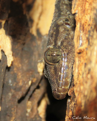 Phyllopezus pollicaris