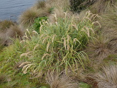 Poa foliosa