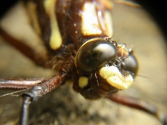 Carové's Giant Dragonfly