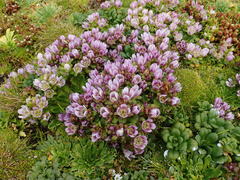Gentianella cerina