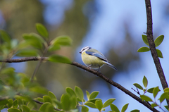 Cyanistes caeruleus