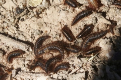 Dermestes