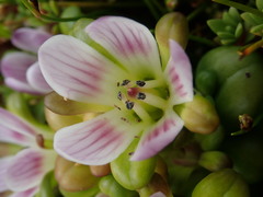 Gentianella cerina