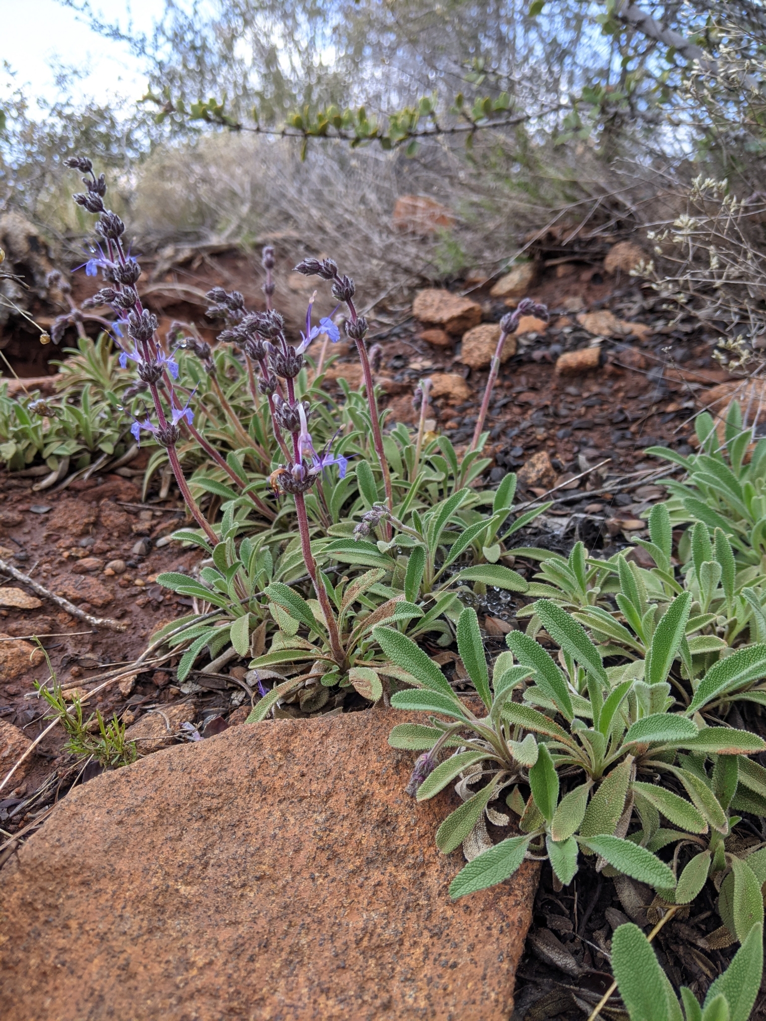 Salvia sonomensis