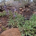 Salvia sonomensis - Photo (c) Christian Schwarz,  זכויות יוצרים חלקיות (CC BY-NC), הועלה על ידי Christian Schwarz