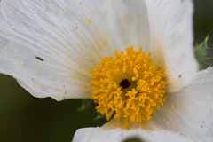 Argemone pleiacantha