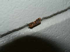 Miltochrista quadrilineata