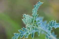 Argemone pleiacantha