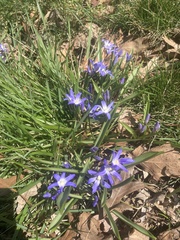 Scilla forbesii