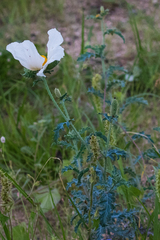 Argemone pleiacantha