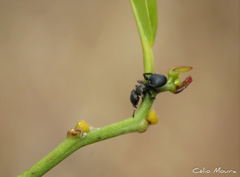 Cephalotes pusillus