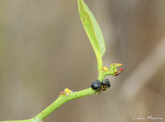 Cephalotes pusillus