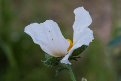Argemone pleiacantha