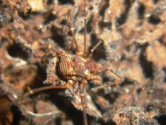 Cosmetinae