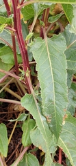 Betoideae