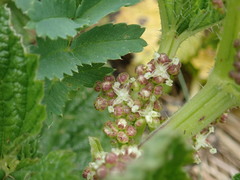Urtica australis