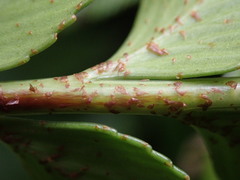 Asplenium scleroprium