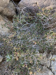 Euphorbia tomentulosa