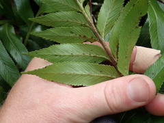 Asplenium scleroprium