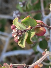 Euphorbia tomentulosa