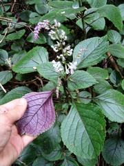 Plectranthus ciliatus