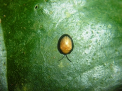 Calyptocephala gerstaeckeri