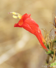 Ruellia asperula