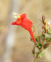 Ruellia asperula