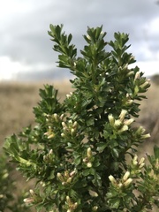 Baccharis tricuneata