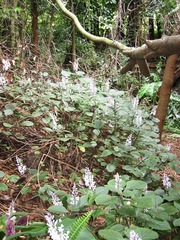Plectranthus ciliatus