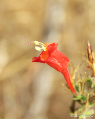 Ruellia asperula