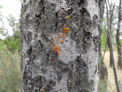 Cytospora chrysosperma