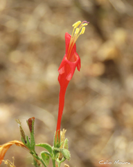 Ruellia asperula