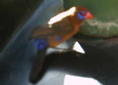 Granatina ianthinogaster