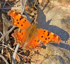Polygonia egea