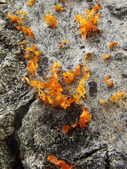 Cytospora chrysosperma