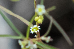 Euphorbia bilobata